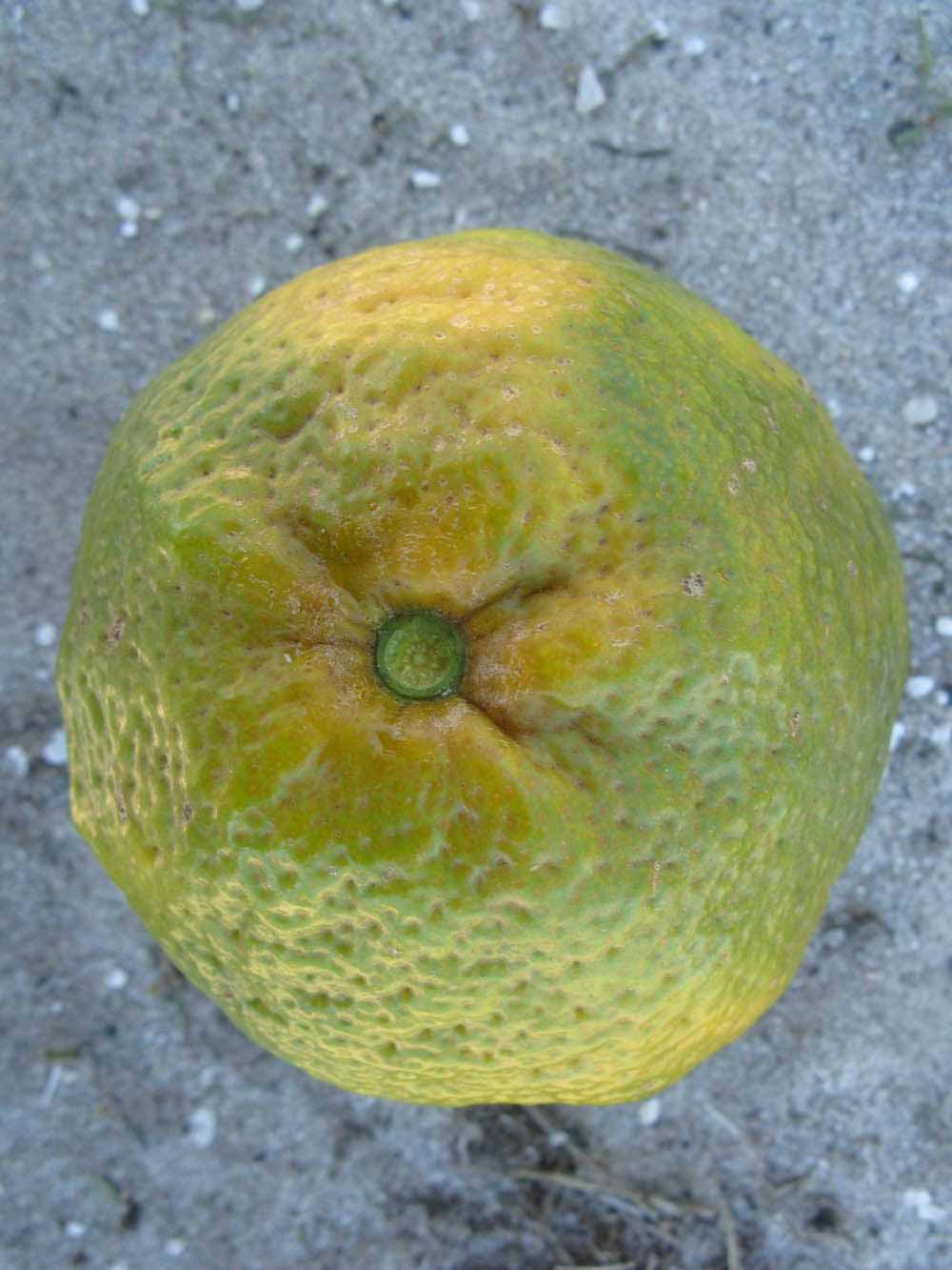              Immature fruit (Winter Haven, FL)       